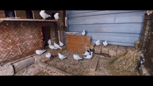Дезинфекция и уборка голубятни  pigeon sounds to attract pigeons #бакинские #голуби #dugin