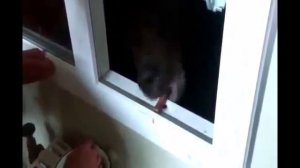 Парень кормит медведя через окно