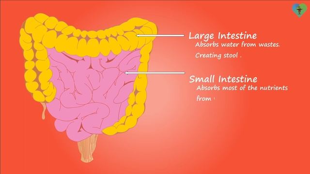 Секрет восточного долголетия - Теплая Вода натощак (целебная сила одного выпитого стакана...) смотреть онлайн
