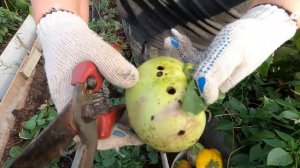 баклажаны Буржуй F1