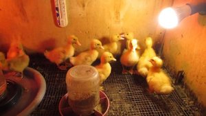 "Перепёлкино" Пекинская утка - перспективы и продуктивность.
