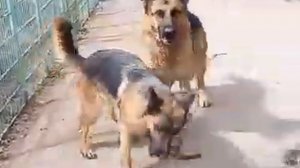 Когда один шустрый, а второй толстый.