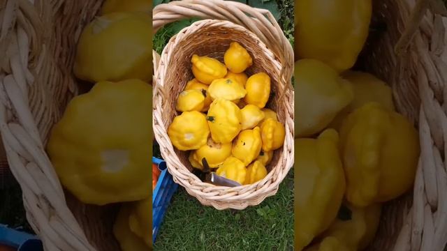 Урожай. Даже просто посмотреть красиво