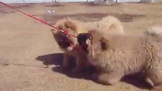 Щенки Чау-Чау смотреть онлайн