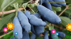 Жимолость съедобная Бакчарская Юбилейная. Краткий обзор, описание характеристик, где купить саженцы