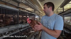 Двойная выгода на курицах несушках. Секреты фермера