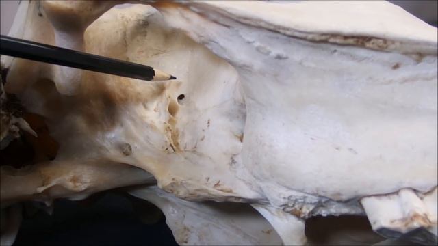 клиновидная кость домашних животных смотреть онлайн