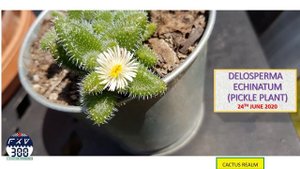 Flowering Delosperma echinatum - Pickle Plant - 2022
