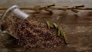 Как растет кунжут