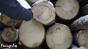 КАКОЙ ПОРОДЫ должны быть дрова? Почему одни на 60% эффективнее других?