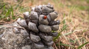 Объектив Canon EF-M 22 f/2 для... макро!