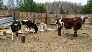 Подкожный клещ у алабая. Продолжаем лечение после консультации у врача в Рязани