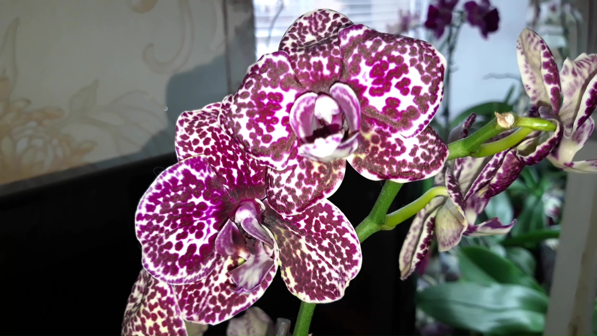 ОРХИДЕЯ фаленопсис ДИКИЙ КОТ (Phalaenopsis  Wild Cat) #орхидеи #дикийкот #фаленопсис #цветы #коты