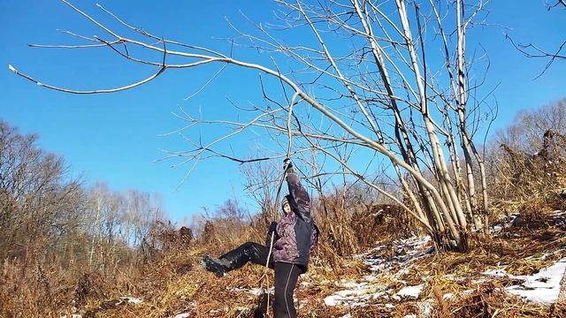 Ломаем сухие деревья в лесу
