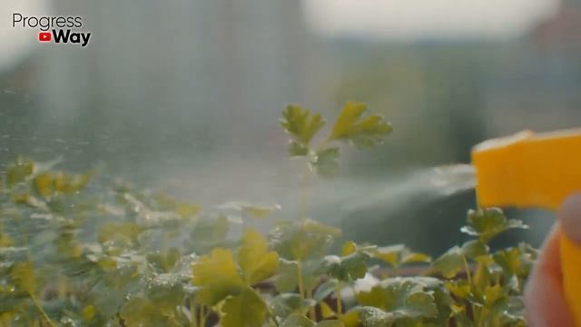 Рассада зеленеет и растет на глазах! Одна таблетка на литр воды! Средство из аптеки для рассады. смотреть онлайн