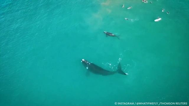 СЁРФИНГ С КИТАМИ смотреть онлайн