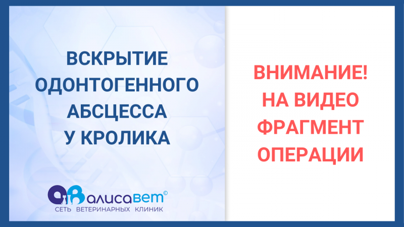 Одонтогенный абсцесс у кролика