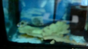 Разведение апистограмм. Apistogramma Ramirezi нерест. Нужен совет