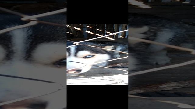Моя умница