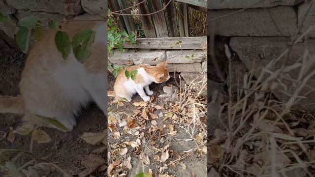 Полезный перекус перед ужином.Петя охотится. смотреть онлайн