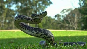 Snakes! Snake! Змеи! Змея! змеи в городе! змеи дома! Большие змеи