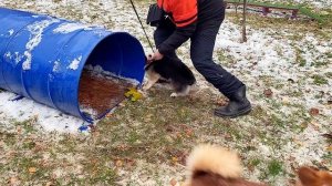 Тренировочное прохождение полосы препятствий коржиками на корги-встрече в Щёлково 29 октября 2023 г