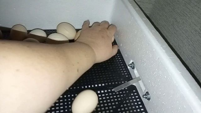 18-19 сутки инкубации цыплят в инкубаторе Несушка.Отключаем  поворот яиц,поднимаем влажность.