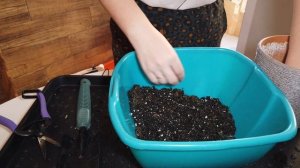 Зигокактус (Декабрист) потерял тургор/ Черенкование