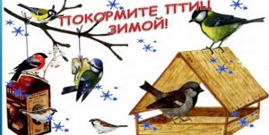 Акция Покормите птиц зимой - Частная школа ОБРАЗОВАНИЕ ПЛЮС