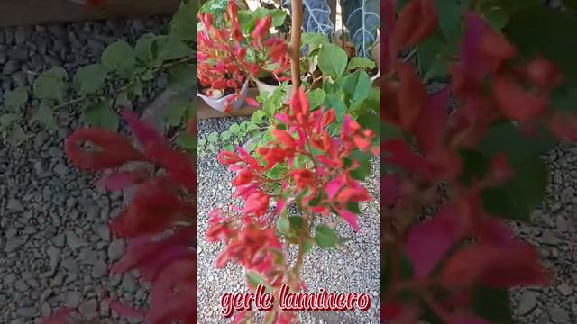 SLEEPING BEAUTY BOUGAINVILLEA @gerlelaminero628 смотреть онлайн