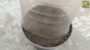 ?Как вырастить апельсиновое дерево из апельсинового плода?