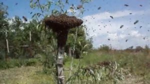 Пчеловодство. Роевня-роесниматель.