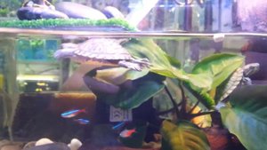 Акватеррариум