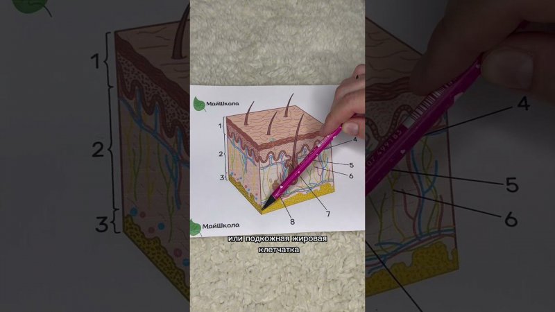 Строение кожи #биология #biology #егэ #егэ2024