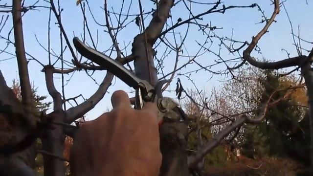 ЧЕМ ЛУЧШЕ ОБРАБАТАТЬ СРЕЗЫ. Результат лечения ран и разрывов коры