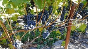 МУСКАТ БЛАУ