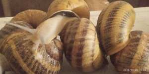 начинающим улитководам.