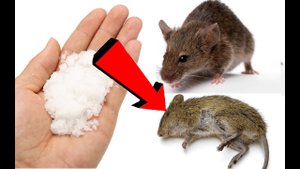 Как избавиться от мышей за 3 минуты !!!.