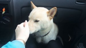 Шиба-ину воет!ноет! Сиба-ину разговаривает!