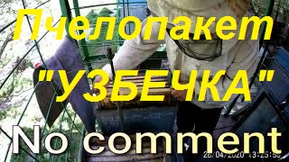 Что имели на старте - на финише отличный результат.Качаем пчелопакет "Узбечку".Мёд белой акации. смотреть онлайн