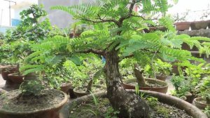Tamarind Bonsai  | Bonsai ideas
