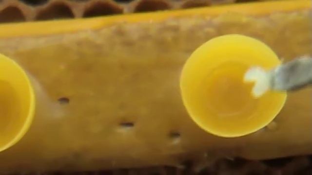 Вывод маток с нуля смотреть онлайн