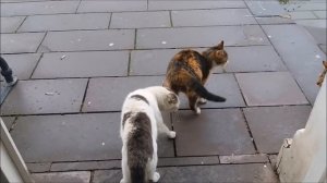 Two male cats reject same female cat in heat  ( Opposite World )