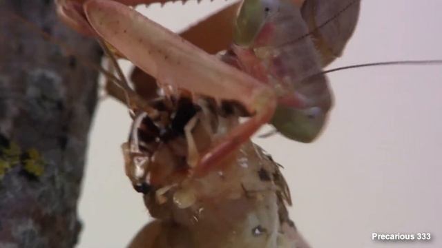 Oxyopsis gracilis (RUST) mate, eat смотреть онлайн