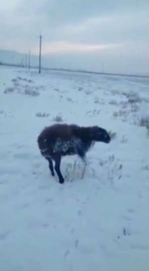 Животные в Казахстане замерзли насмерть при-56° C