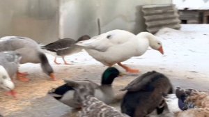 Содержание подсадных гусей и уток в зимний период.