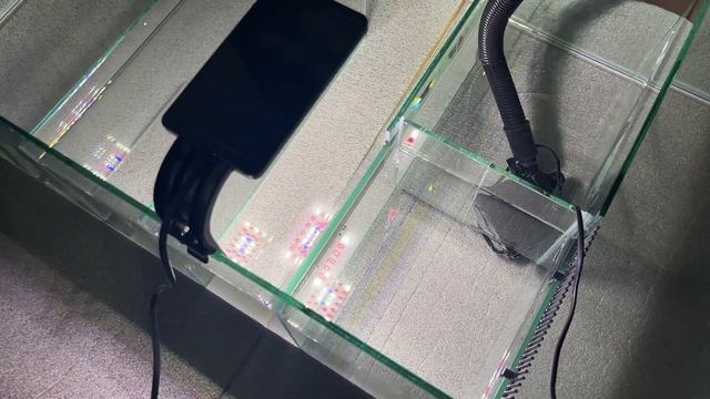 Морской аквариум 300 литров и самп. Проверяем переливы. смотреть онлайн