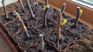 Укоренение черенков инжира под пакетом.