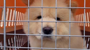 Собачий Рынок в Одессе. Староконный Рынок. Породы Собак и Котов. Птичий Рынок