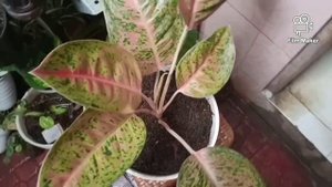 Aglaonema Big roy